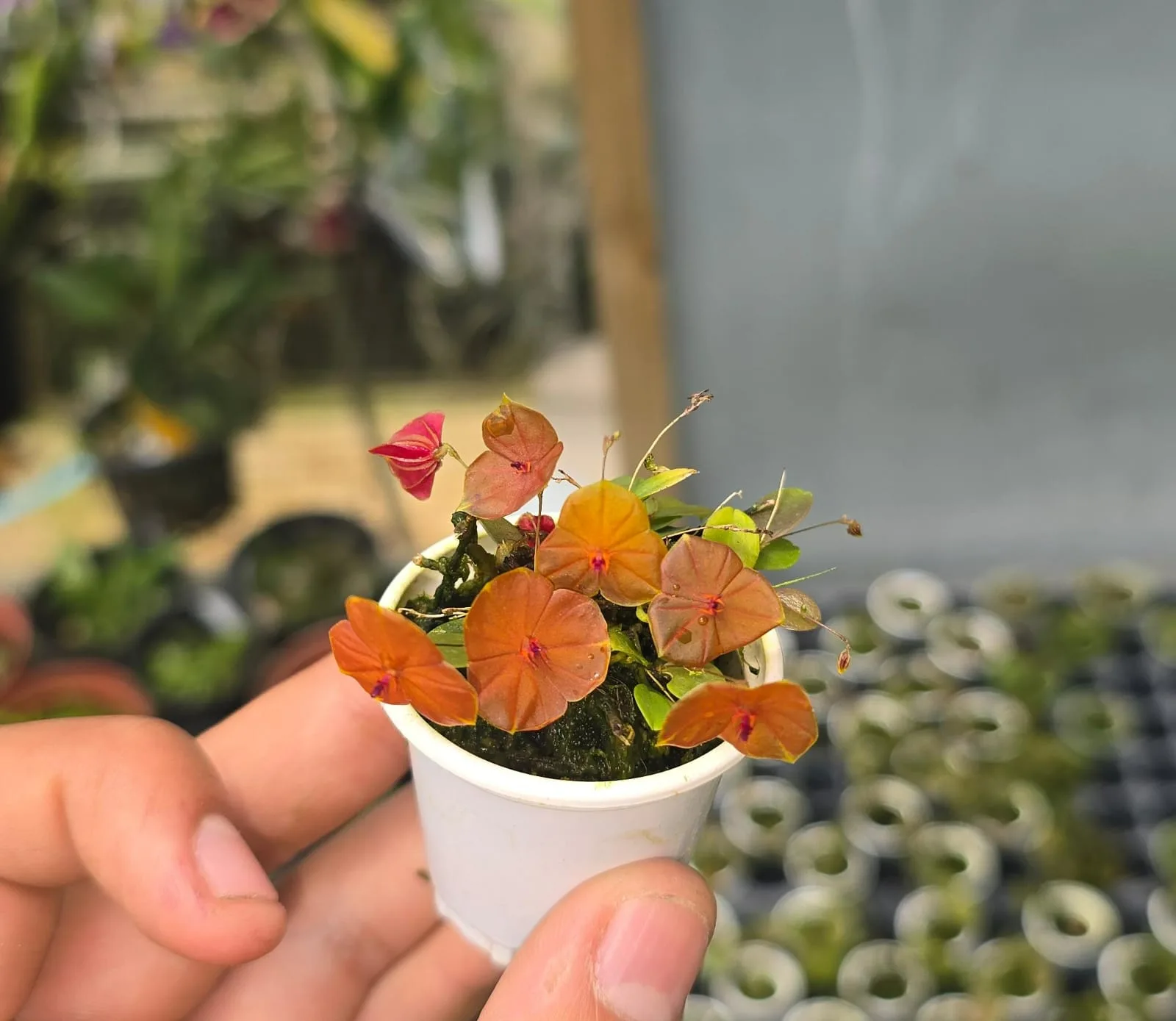 LEPANTHES TELIPOGONOFLORA  