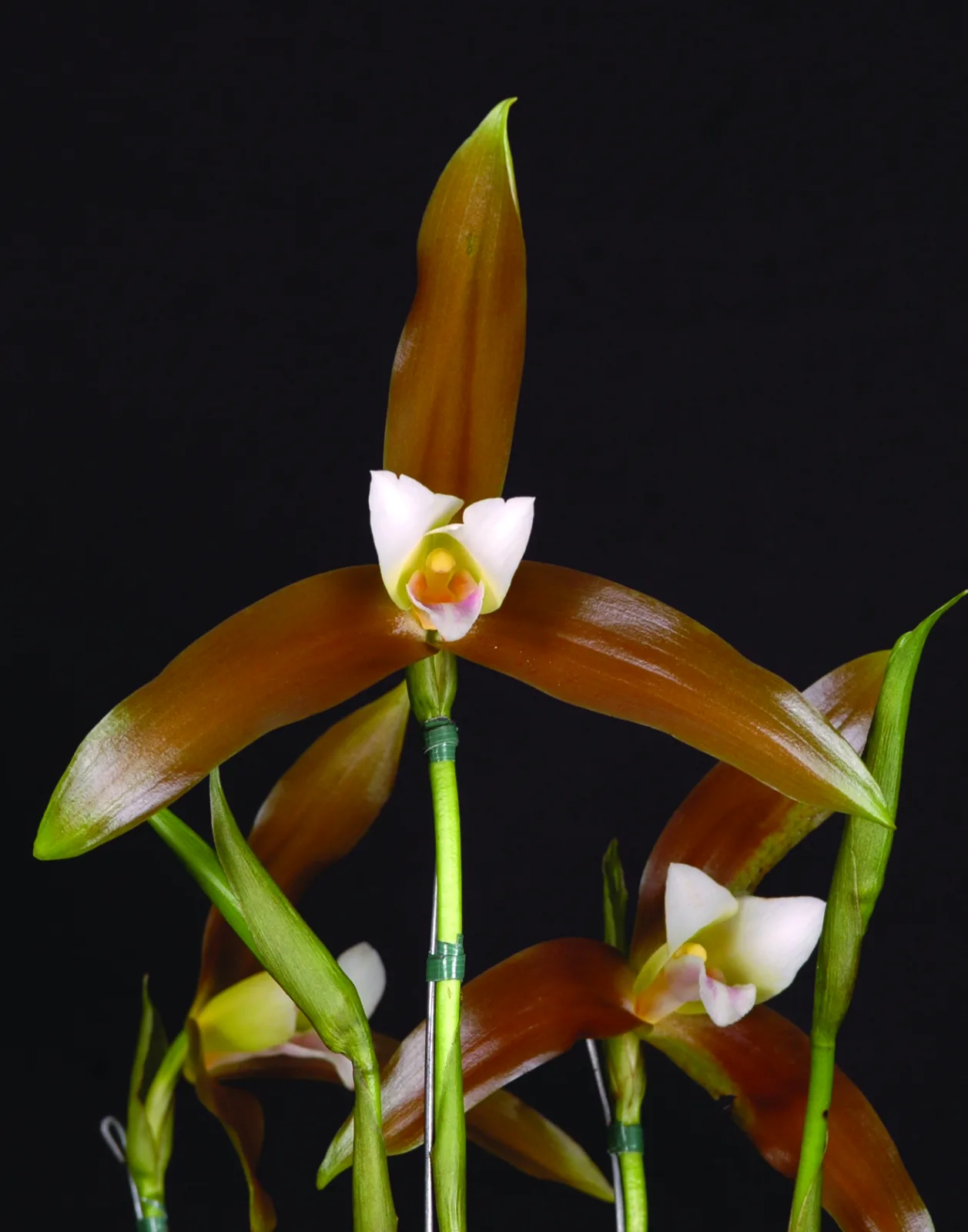 LYCASTE SCHILLERIANA  