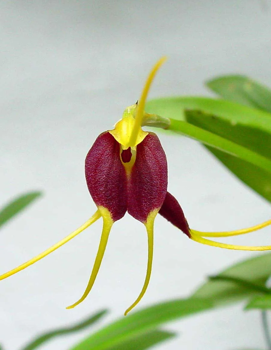 MASDEVALLIA AENIGMA  