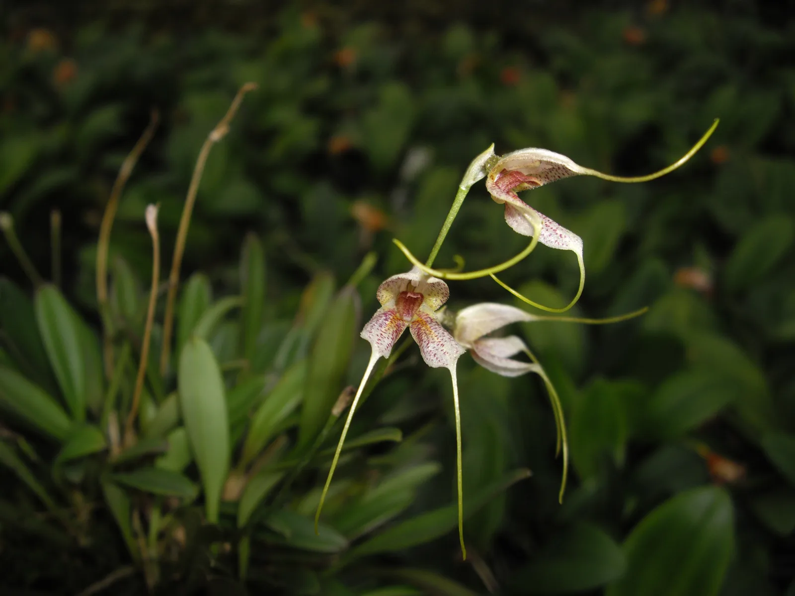MASDEVALLIA ALVAROI  