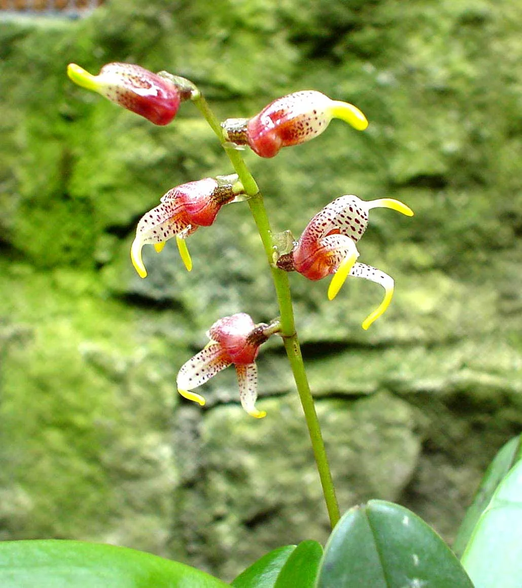 MASDEVALLIA AMANDA  