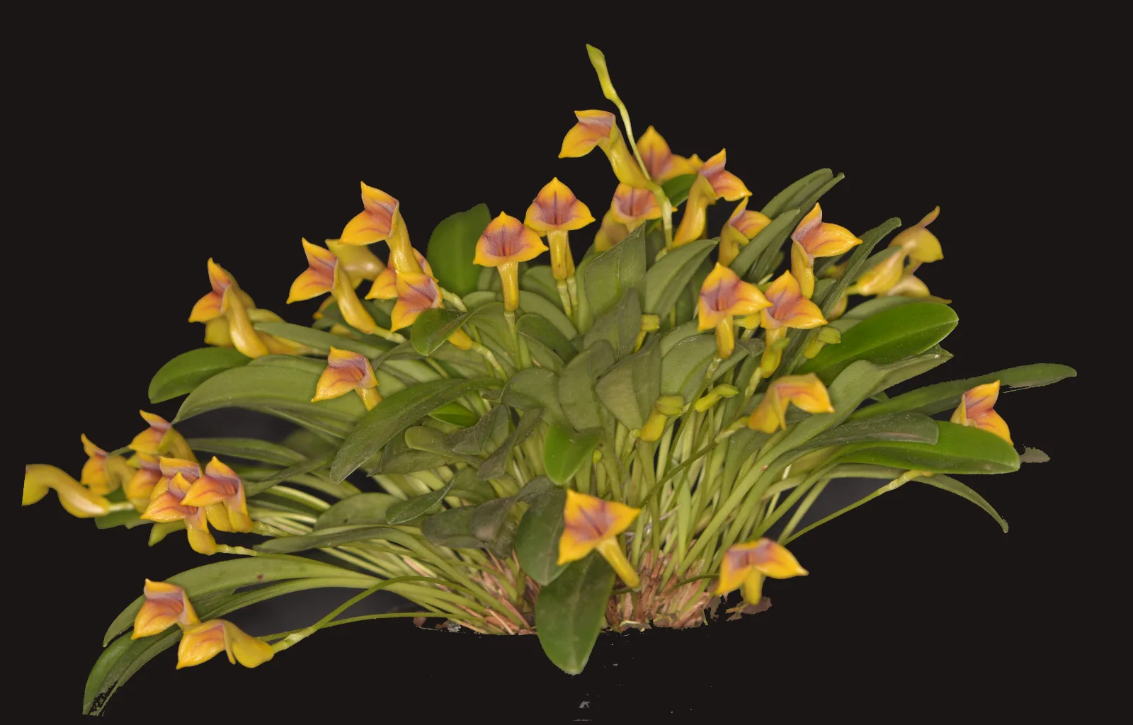 MASDEVALLIA ANGULIFERA  