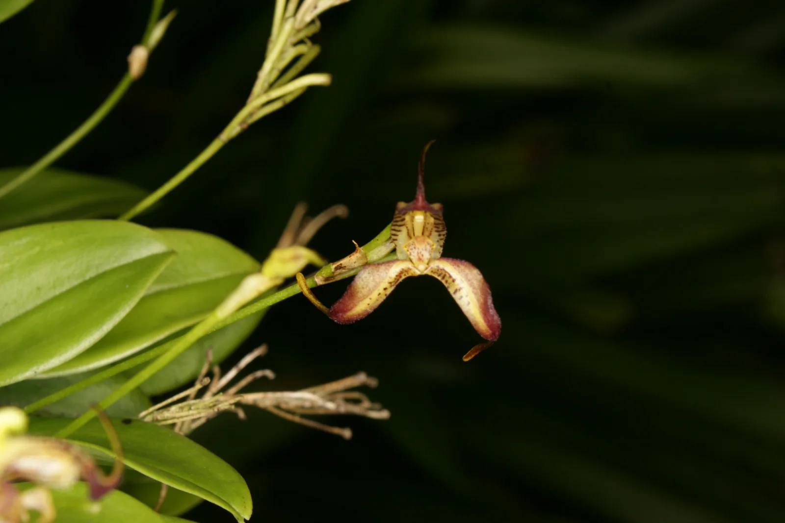 MASDEVALLIA ANISOMORPHA  