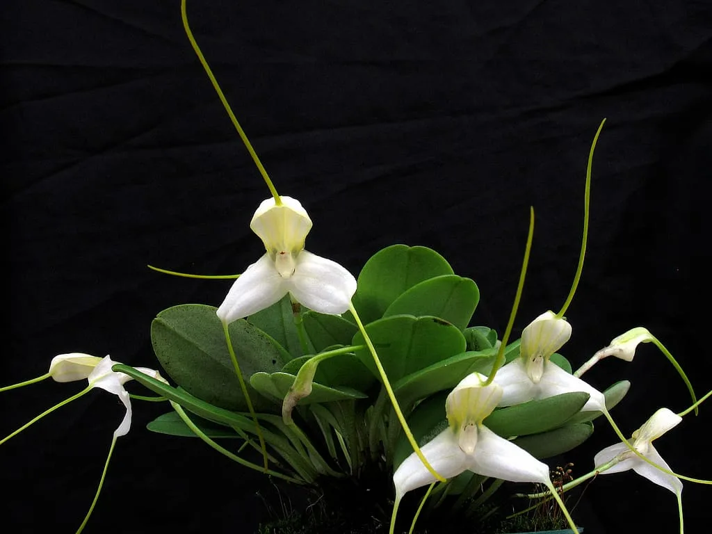 MASDEVALLIA APPARITIO  