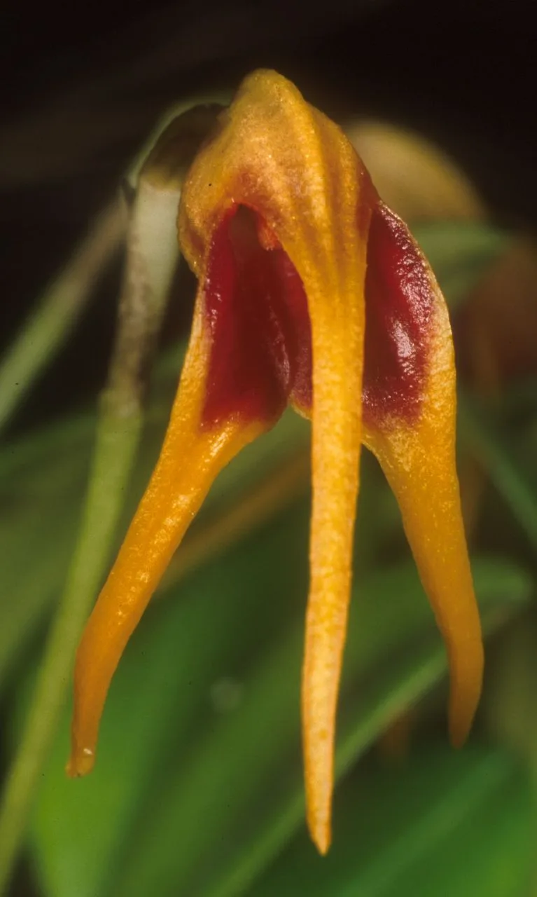 MASDEVALLIA ARANGOI  
