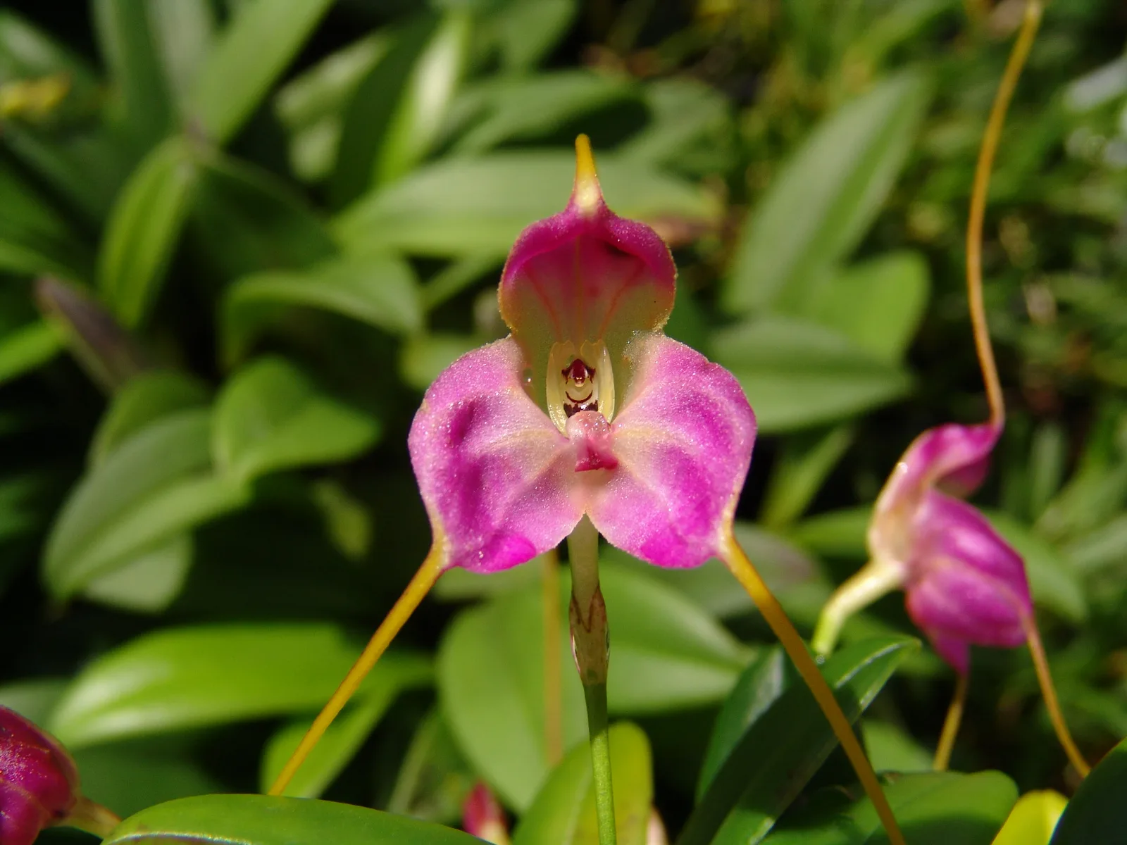 MASDEVALLIA ARMINII  