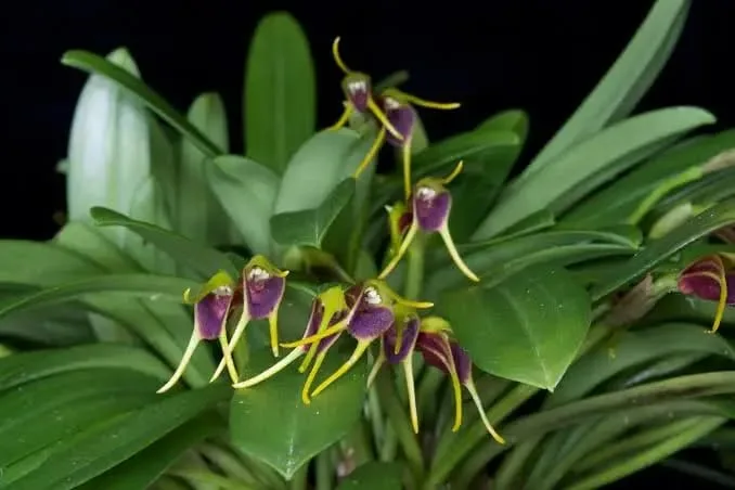 MASDEVALLIA BICOLOR,  