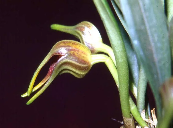 MASDEVALLIA CACODES  