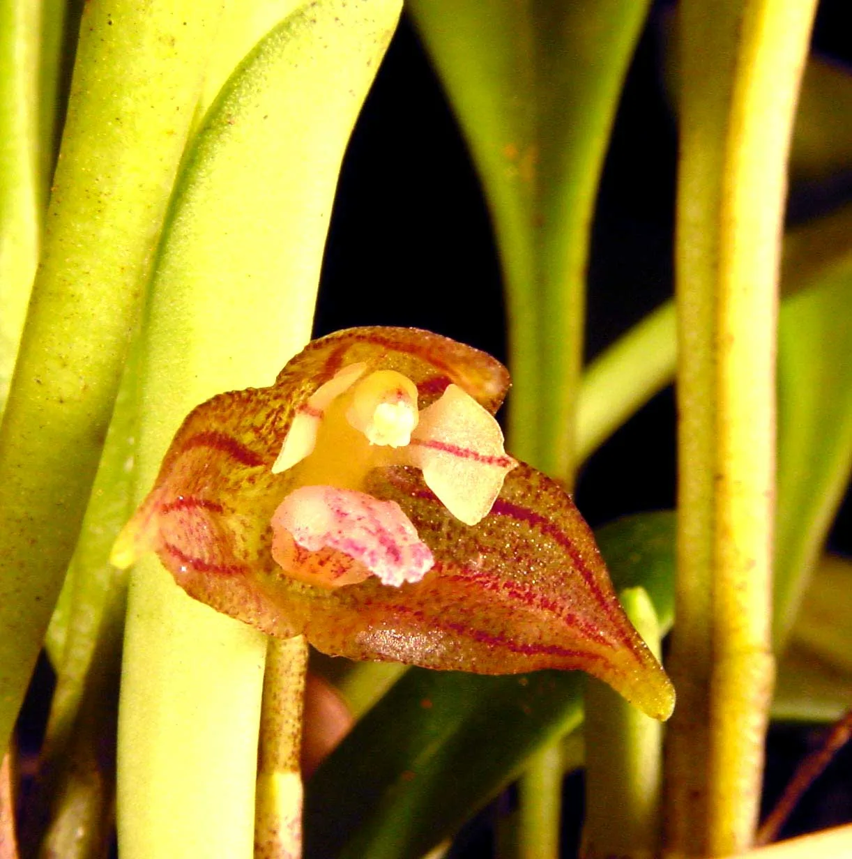 MASDEVALLIA CAMPYLOGLOSSA  