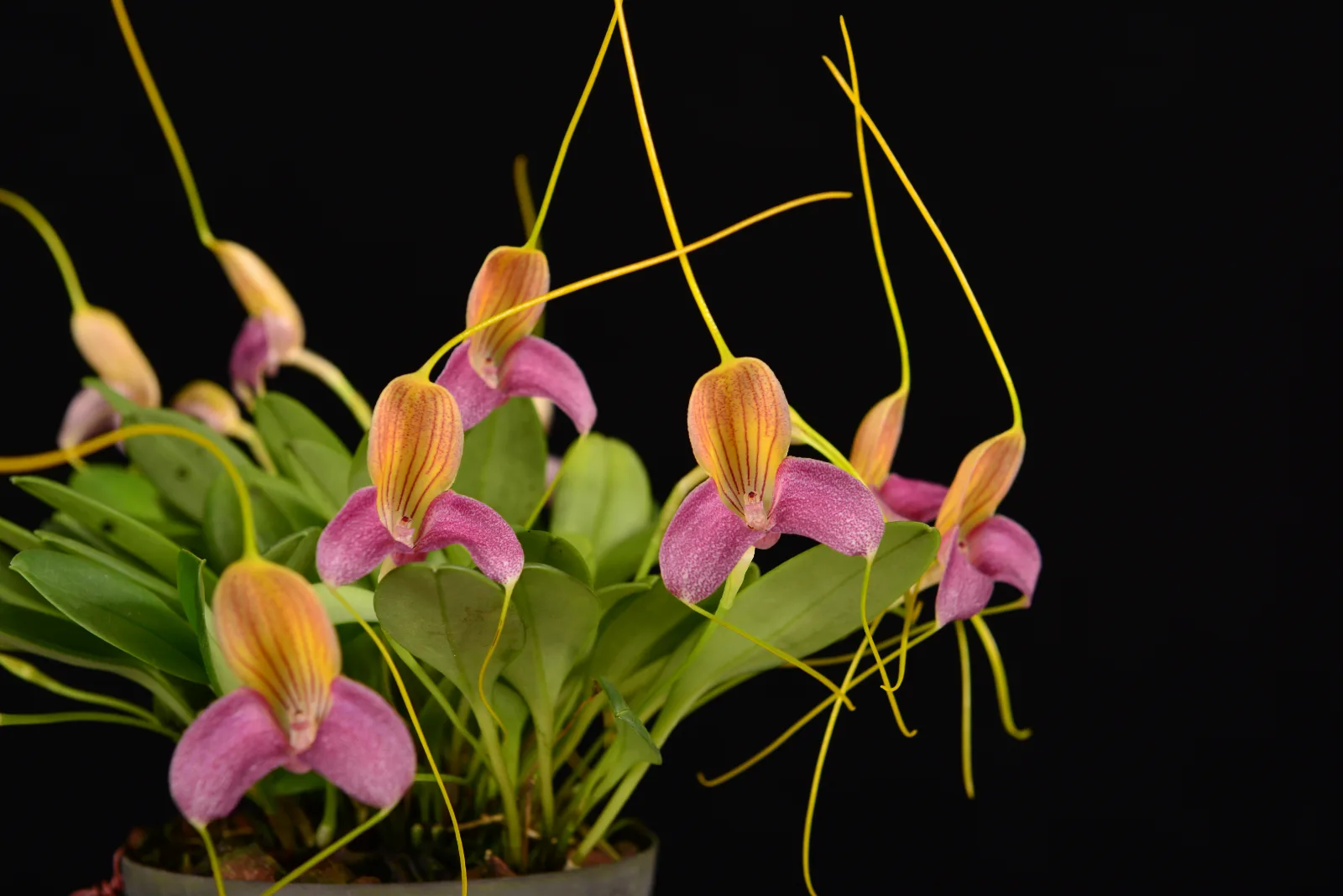 MASDEVALLIA CAUDATA.  