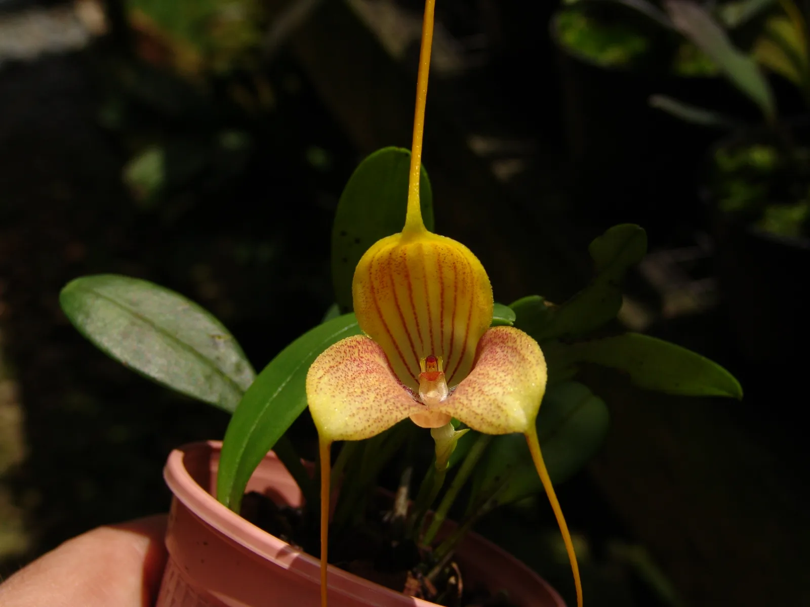 MASDEVALLIA CAUDATA.  'XHANTINA'