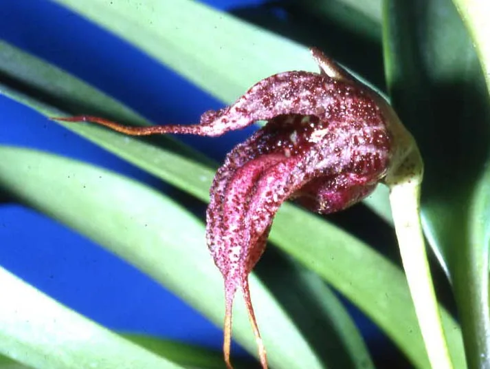 MASDEVALLIA CERASTES  