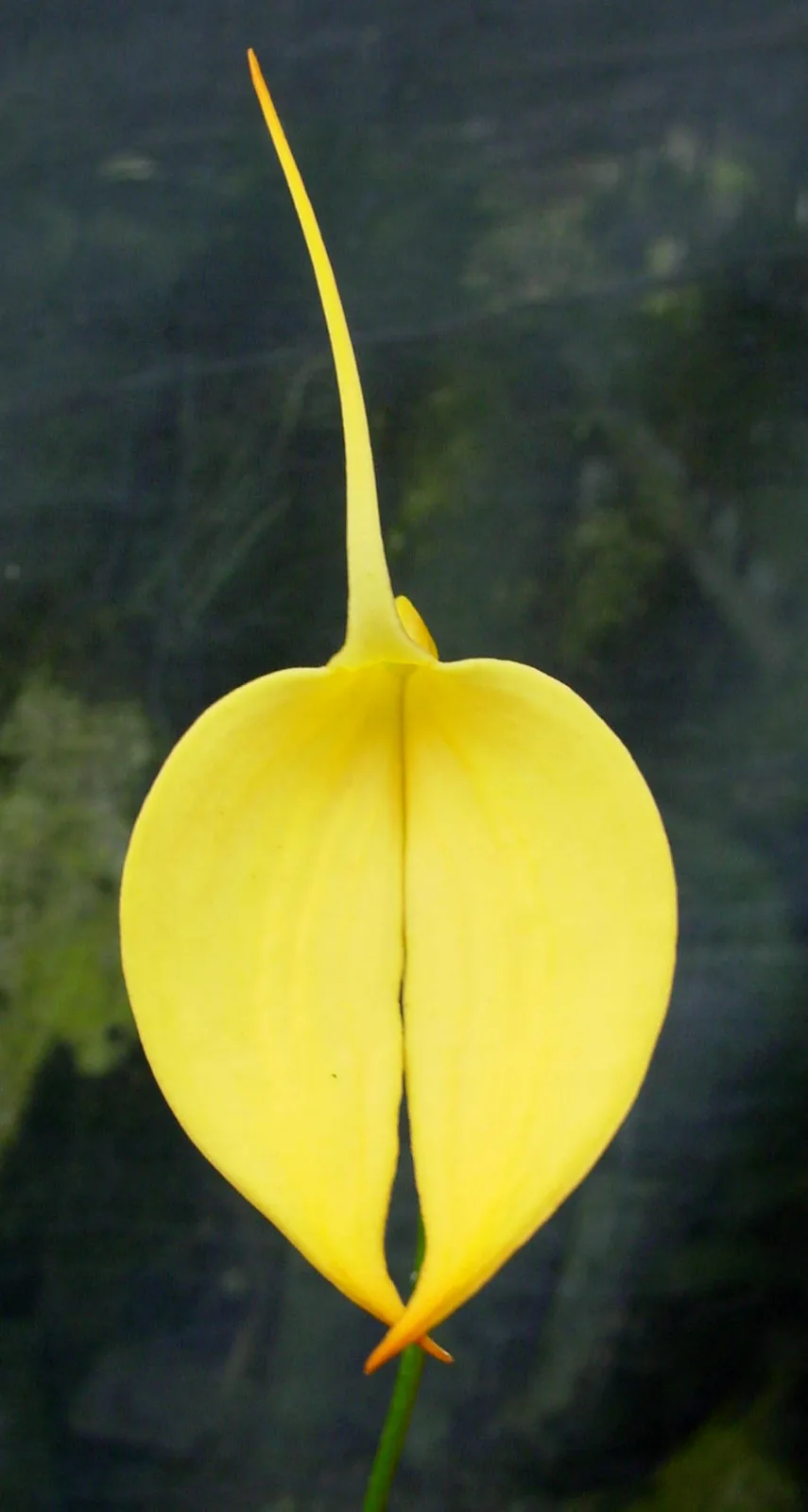 MASDEVALLIA COCCINEA XANTHINO 