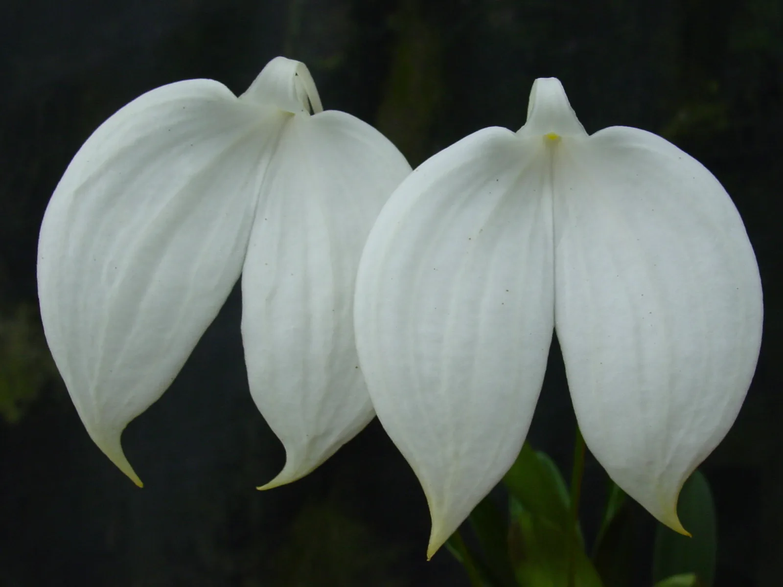 MASDEVALLIA COCCINEA ALBA 