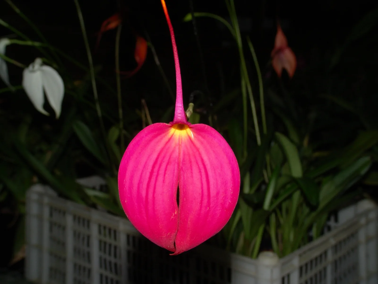 MASDEVALLIA COCCINEA TIPO 
