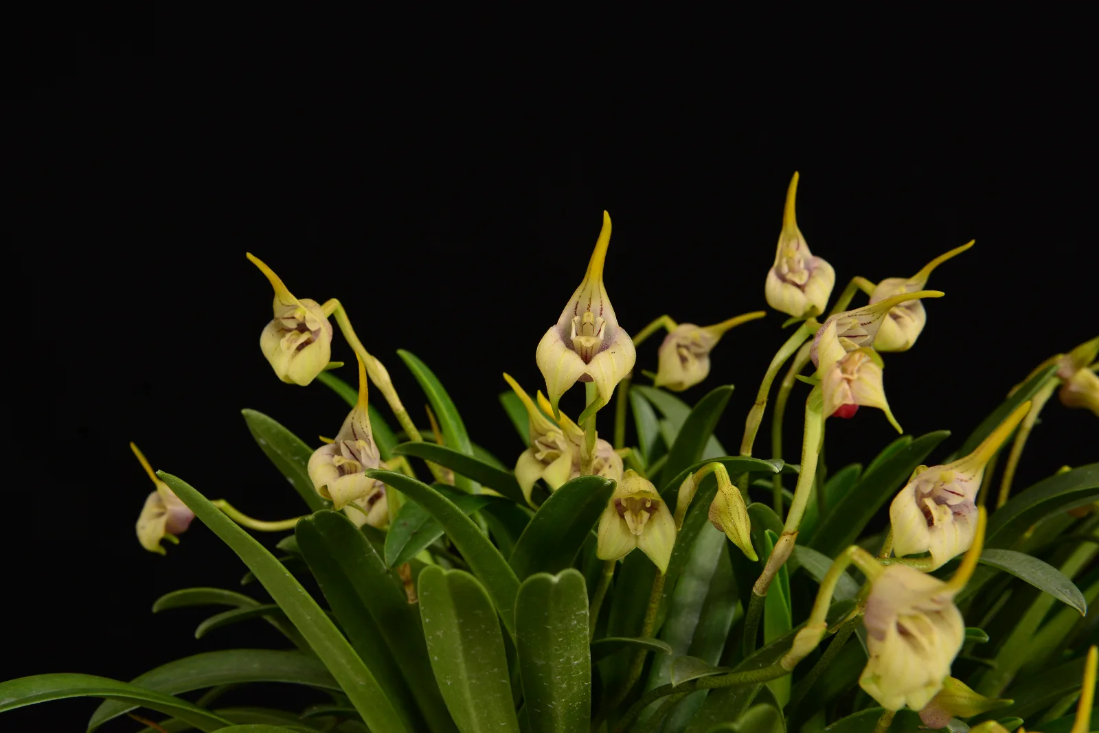 MASDEVALLIA CORIACEA TIPO 