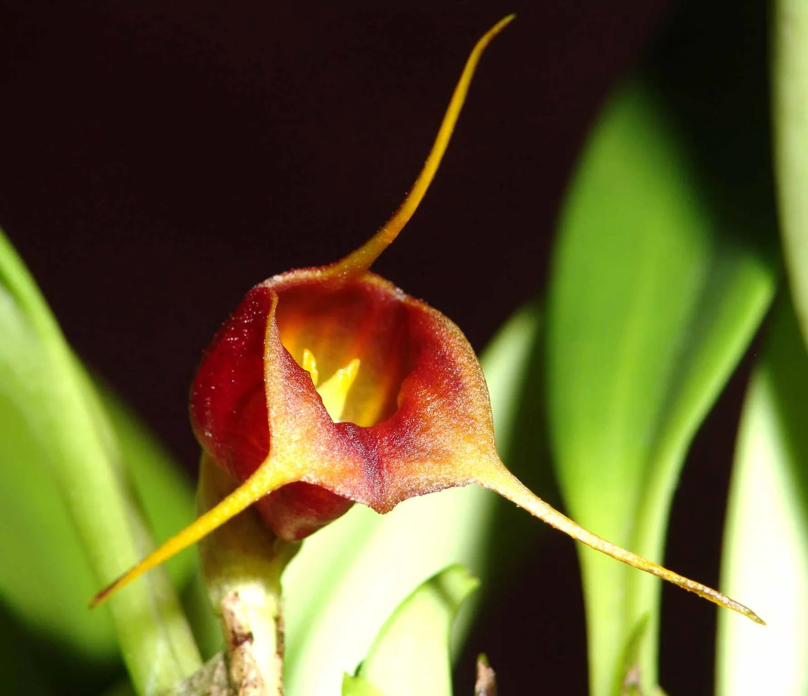 MASDEVALLIA CORNICULLATA  