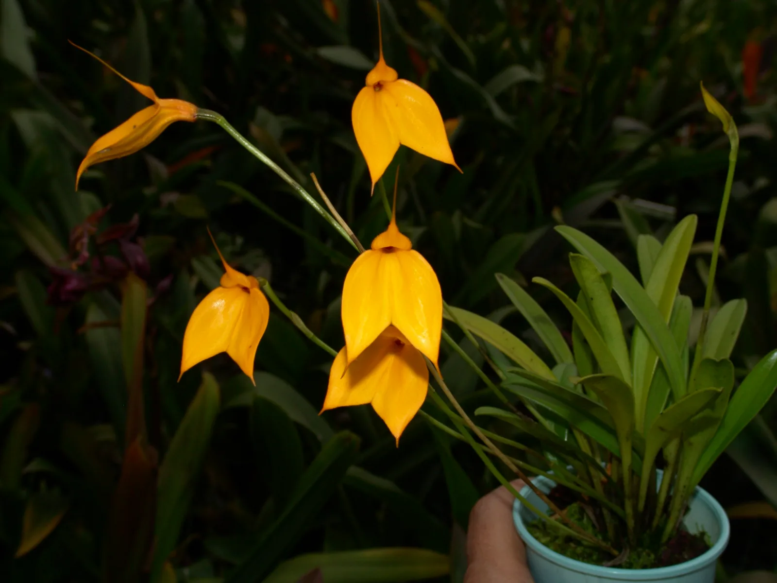 MASDEVALLIA DAVISII  