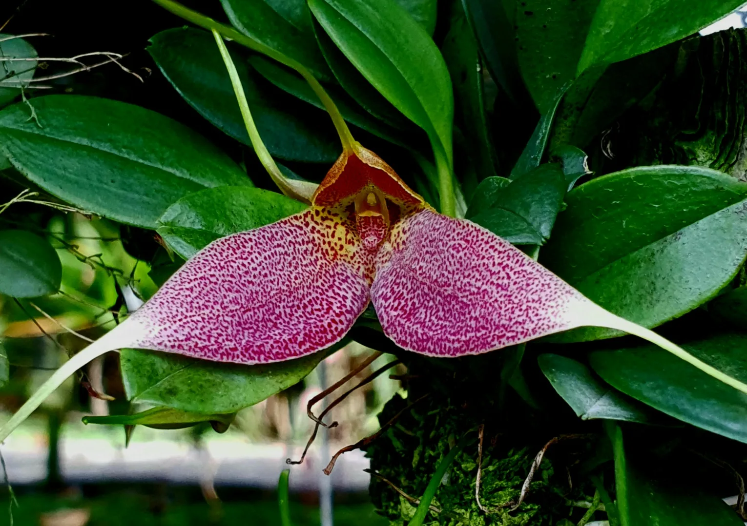 MASDEVALLIA DECUMANA  