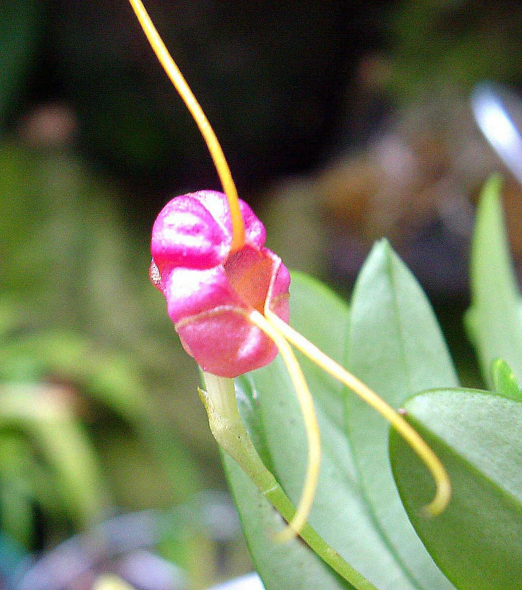 MASDEVALLIA ENCEPHALA  