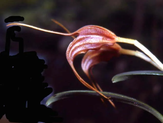 MASDEVALLIA ENSATA  