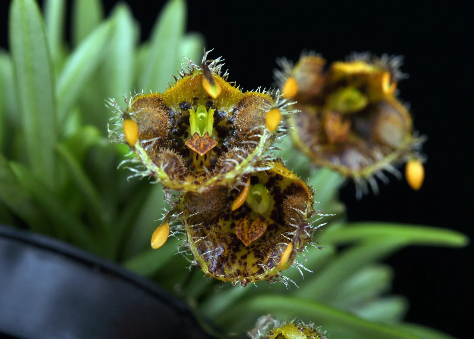 MASDEVALLIA ERINACEA  