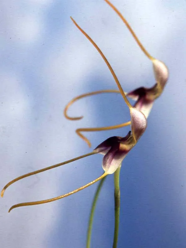 MASDEVALLIA ESTRADAE  