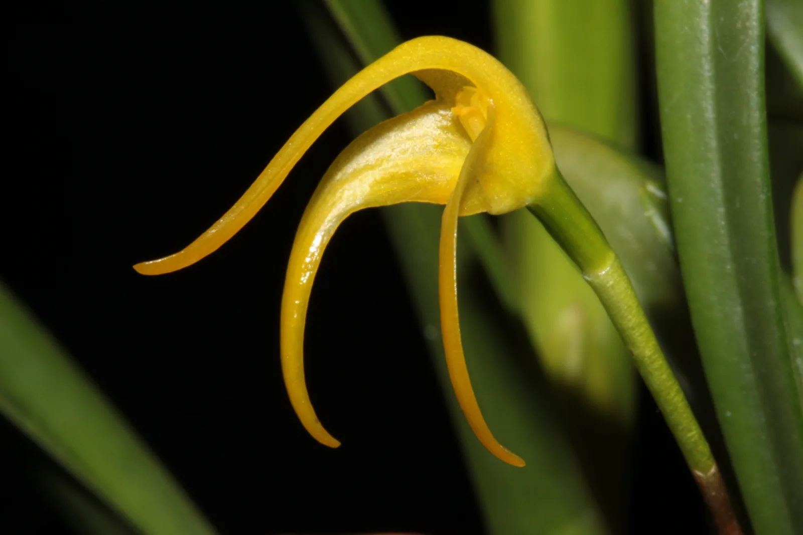 MASDEVALLIA FALCAGO  