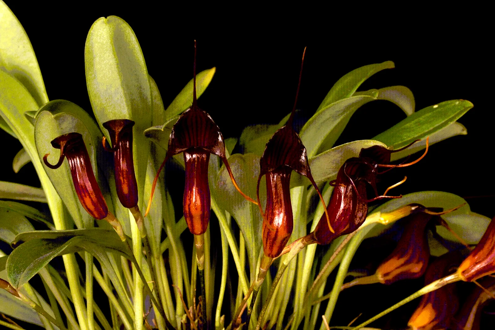 MASDEVALLIA FILARIA  
