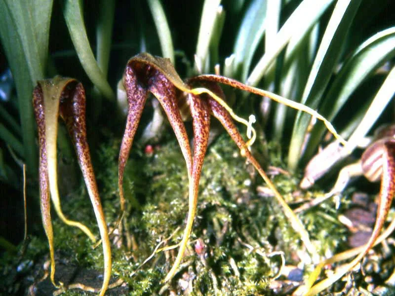 MASDEVALLIA FOETENS  