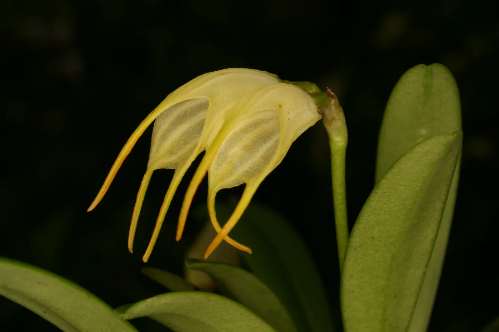 MASDEVALLIA GEMINIFLORA  