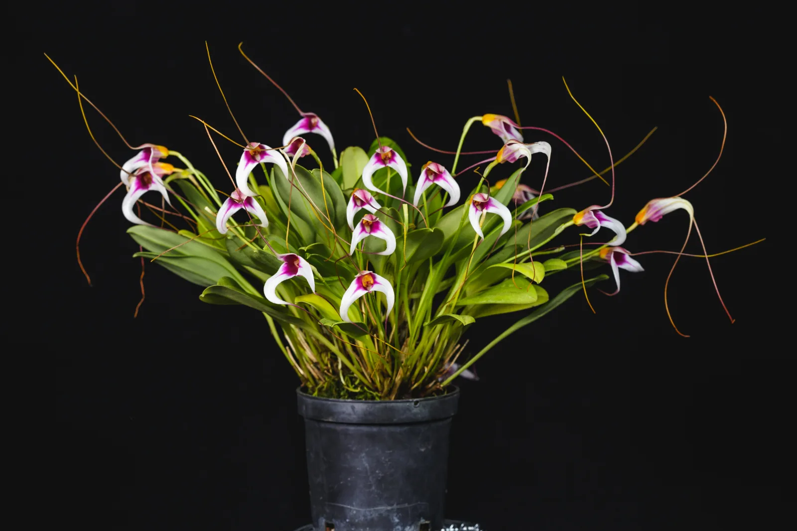 MASDEVALLIA GILBERTOI  
