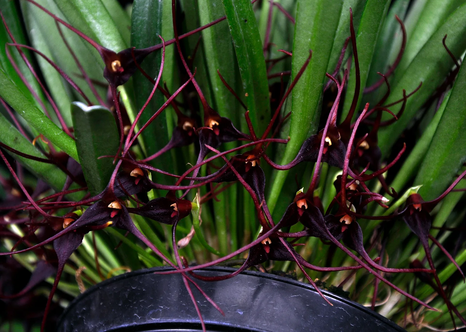 MASDEVALLIA HERRADURAE  