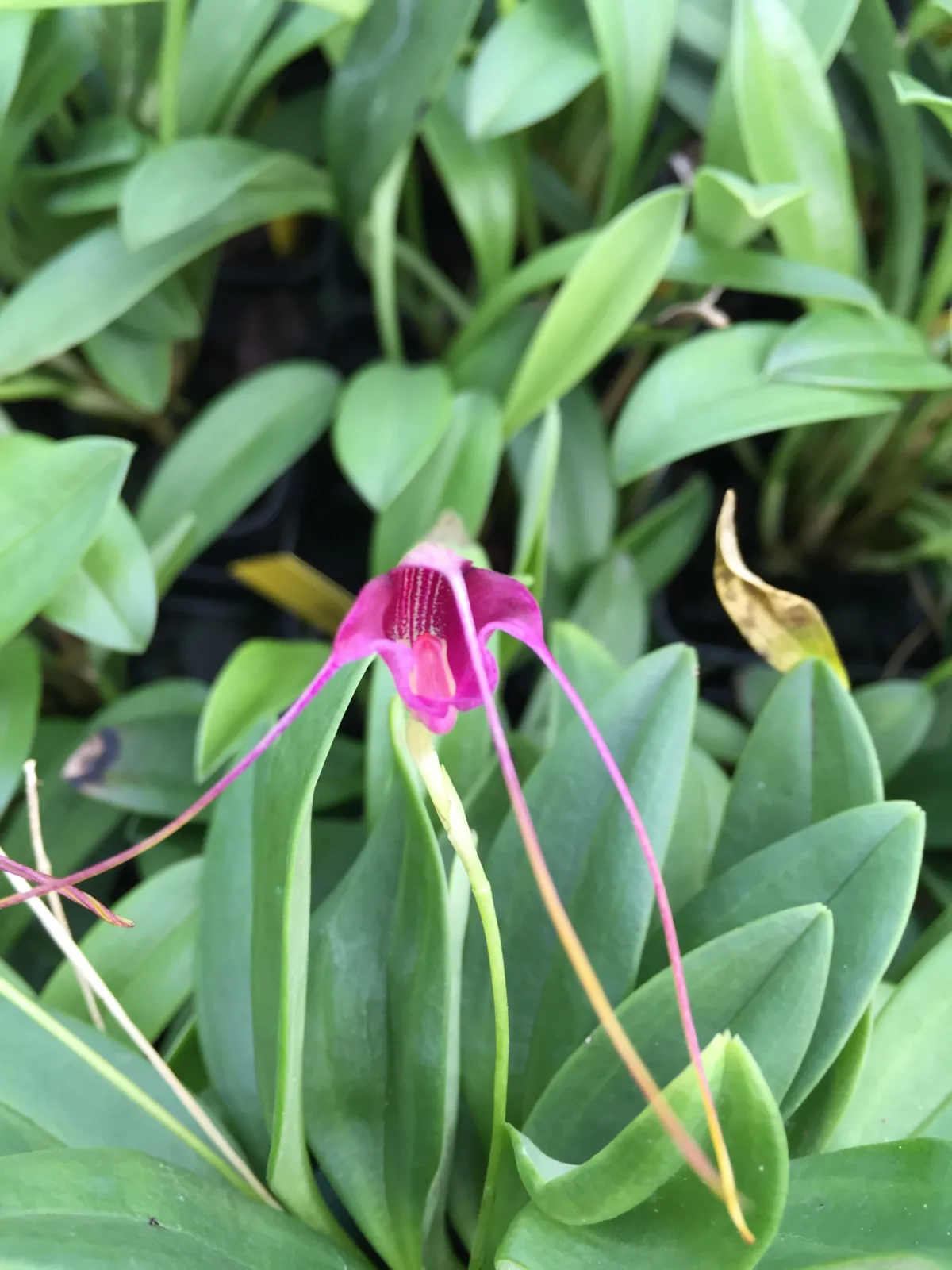 MASDEVALLIA HIEROGLYPHICA  