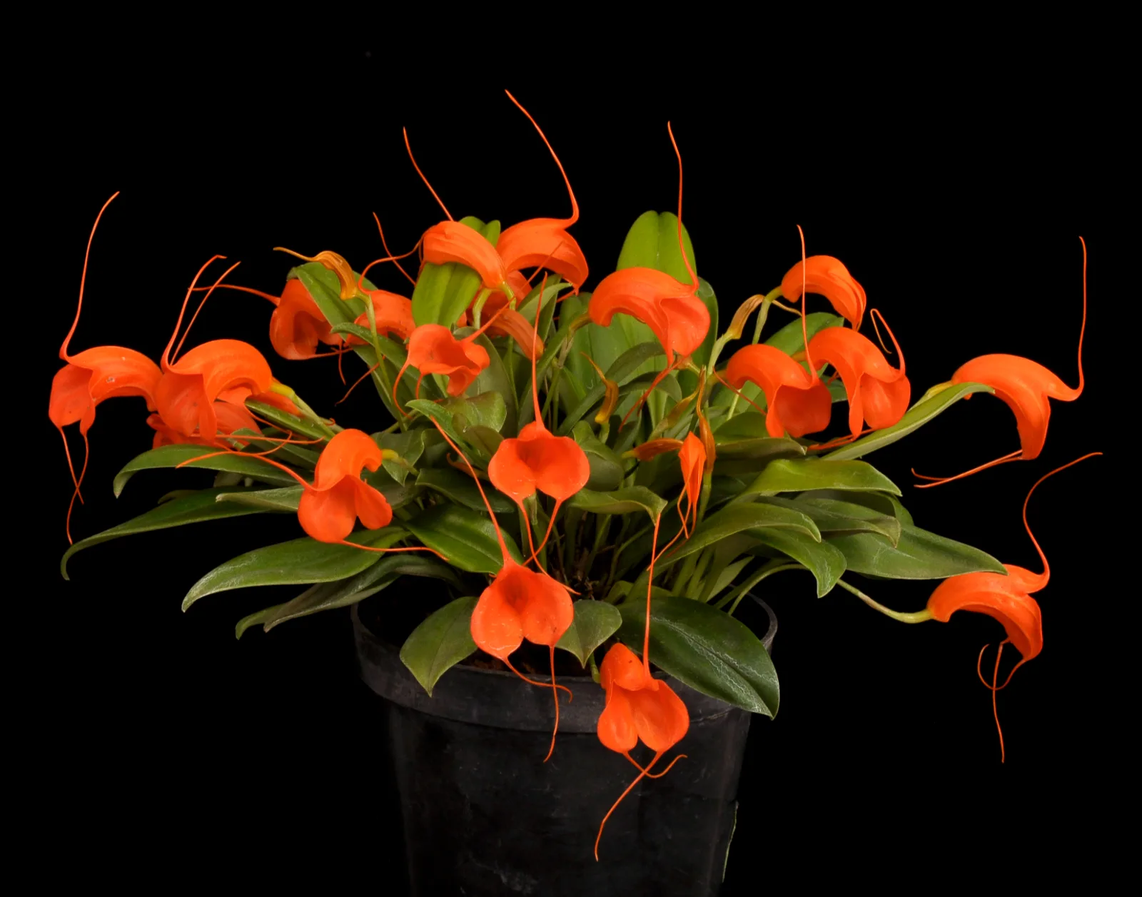 MASDEVALLIA HIRTZII  