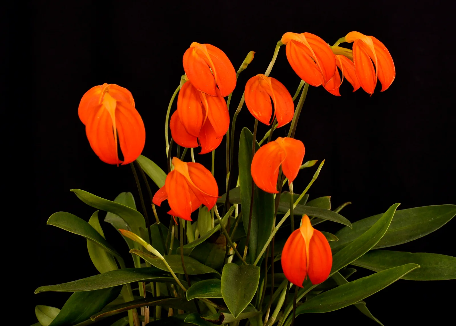 MASDEVALLIA IGNEA.  'ORANGE'