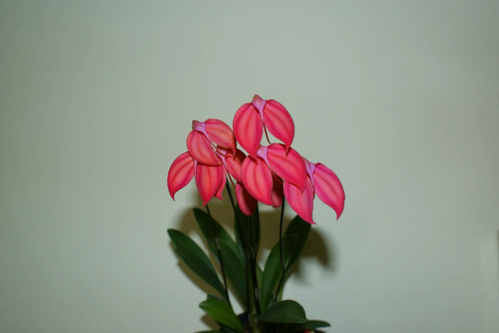 MASDEVALLIA IGNEA.  'FANTASMA'