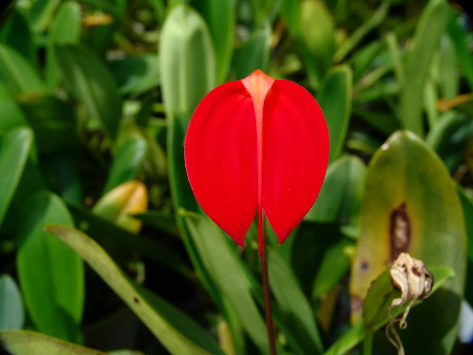 MASDEVALLIA IGNEA.  'RED'