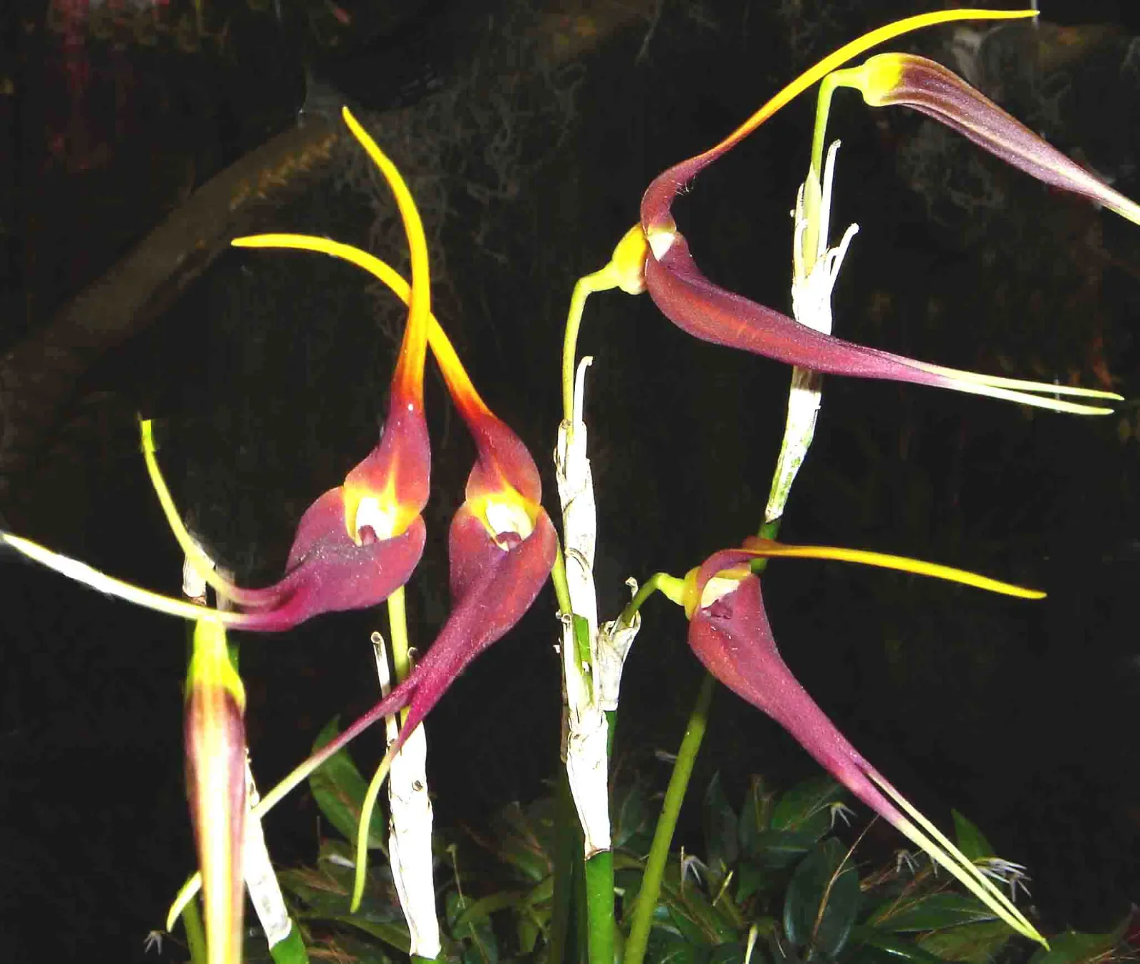 MASDEVALLIA IMPOSTOR  