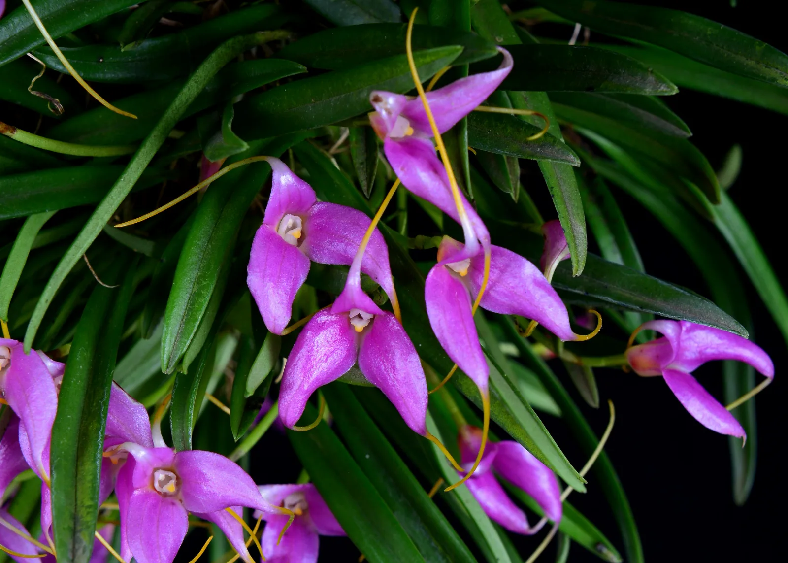 MASDEVALLIA LAMPROTYRIA  