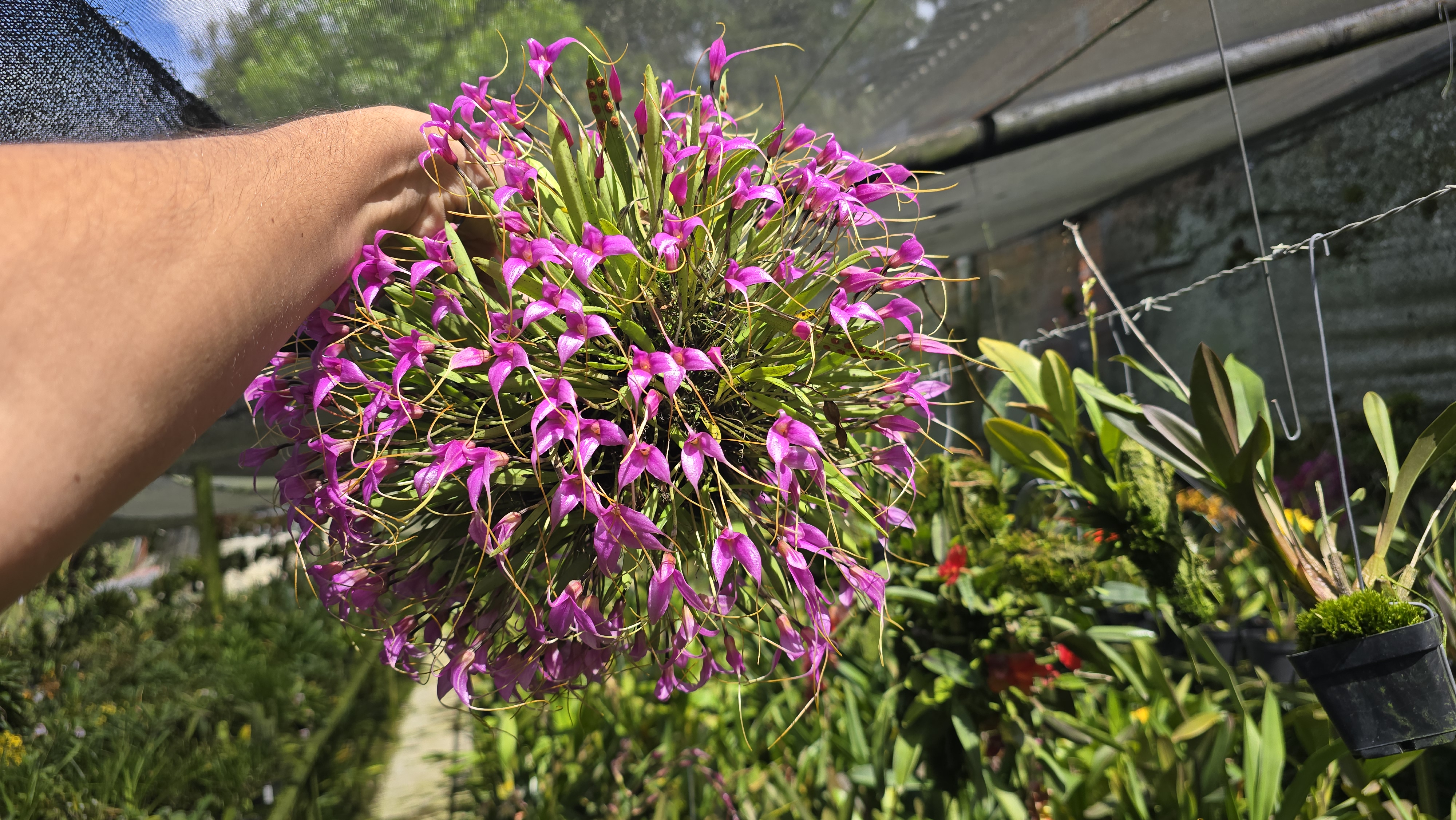 MASDEVALLIA LAMPROTYRIA  