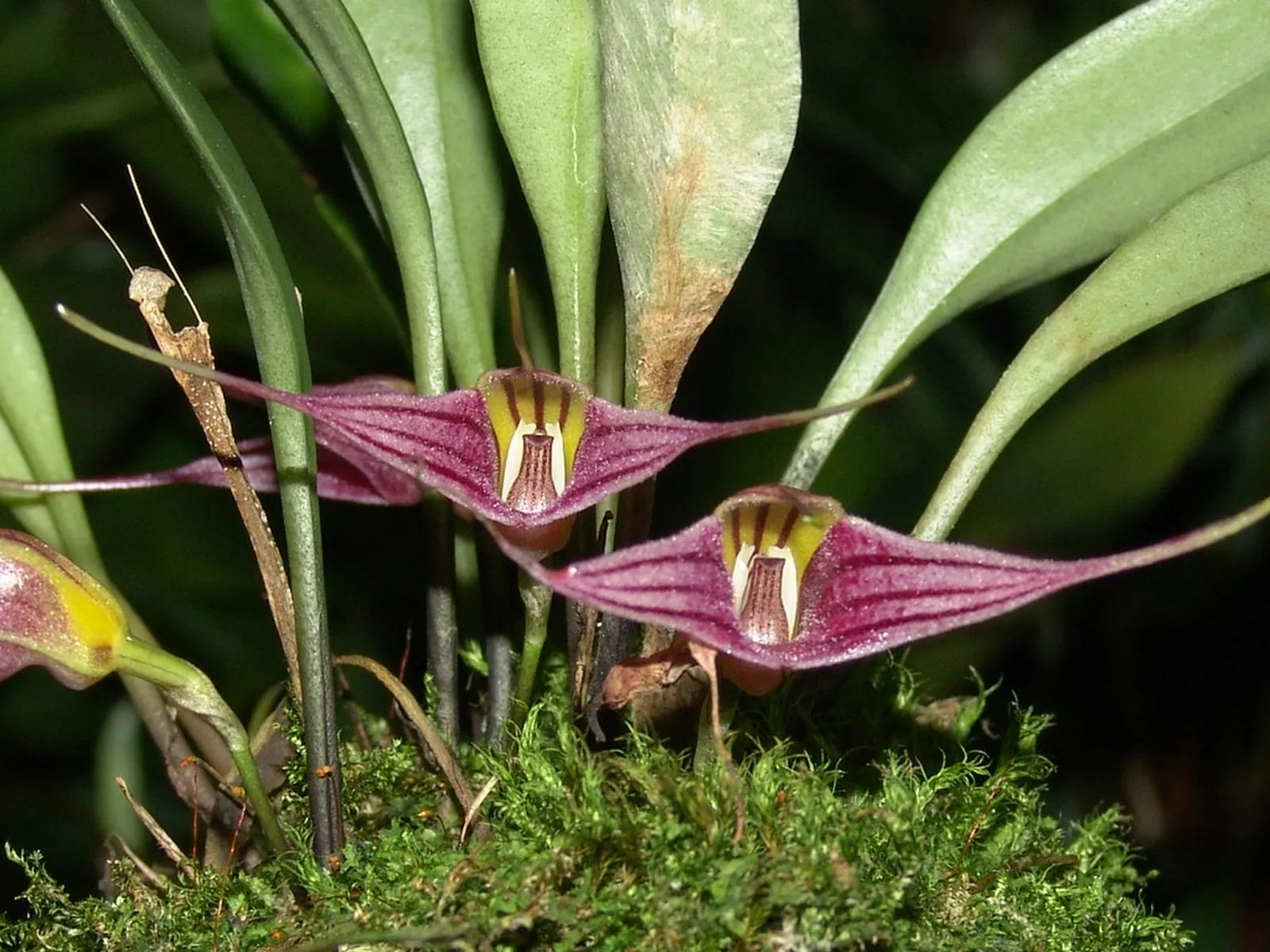 MASDEVALLIA LEONTOGLOSSA  