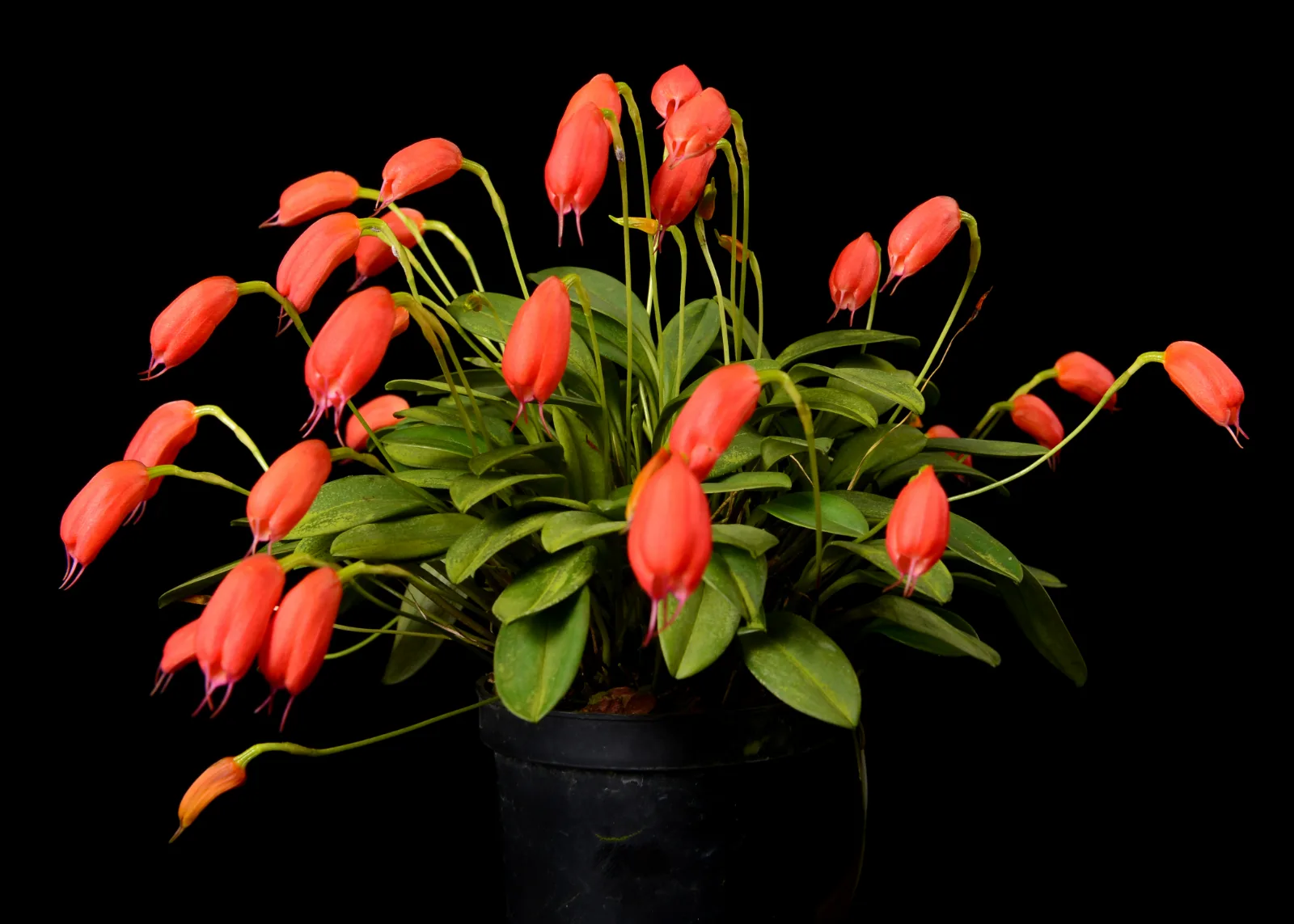 MASDEVALLIA LUCERNULA  