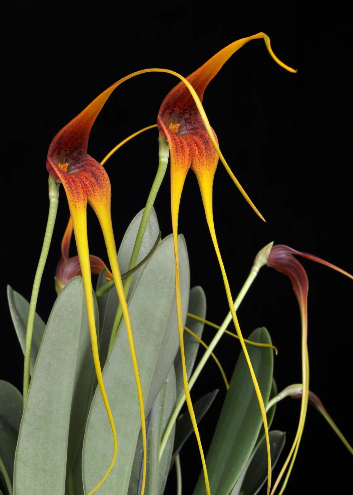 MASDEVALLIA MACRURA  