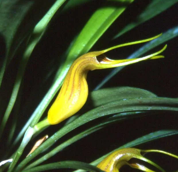 MASDEVALLIA MARTHAE.  