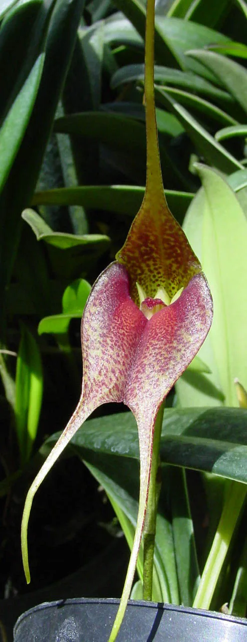 MASDEVALLIA MISSASII.  