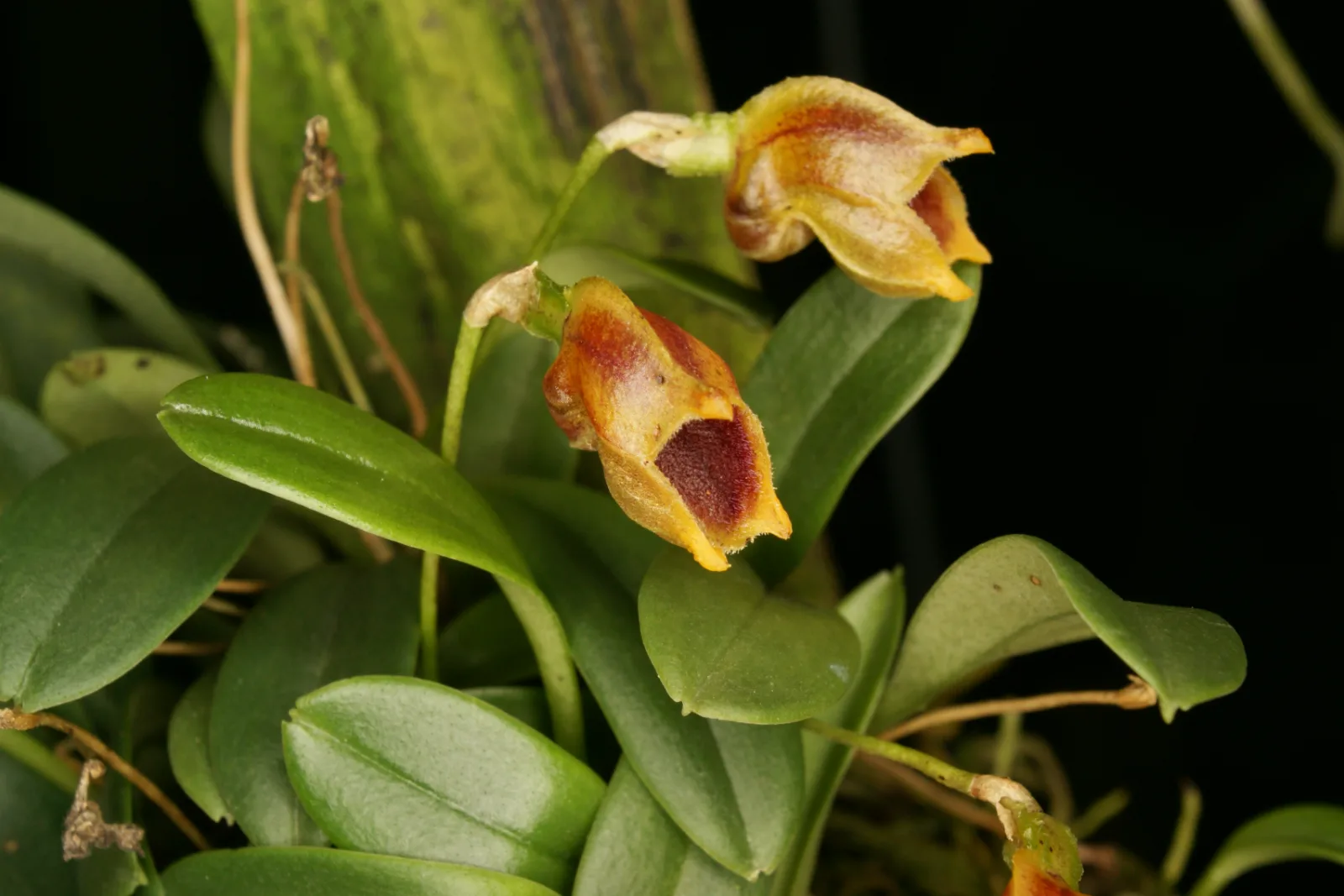 MASDEVALLIA MOLOSSUS  