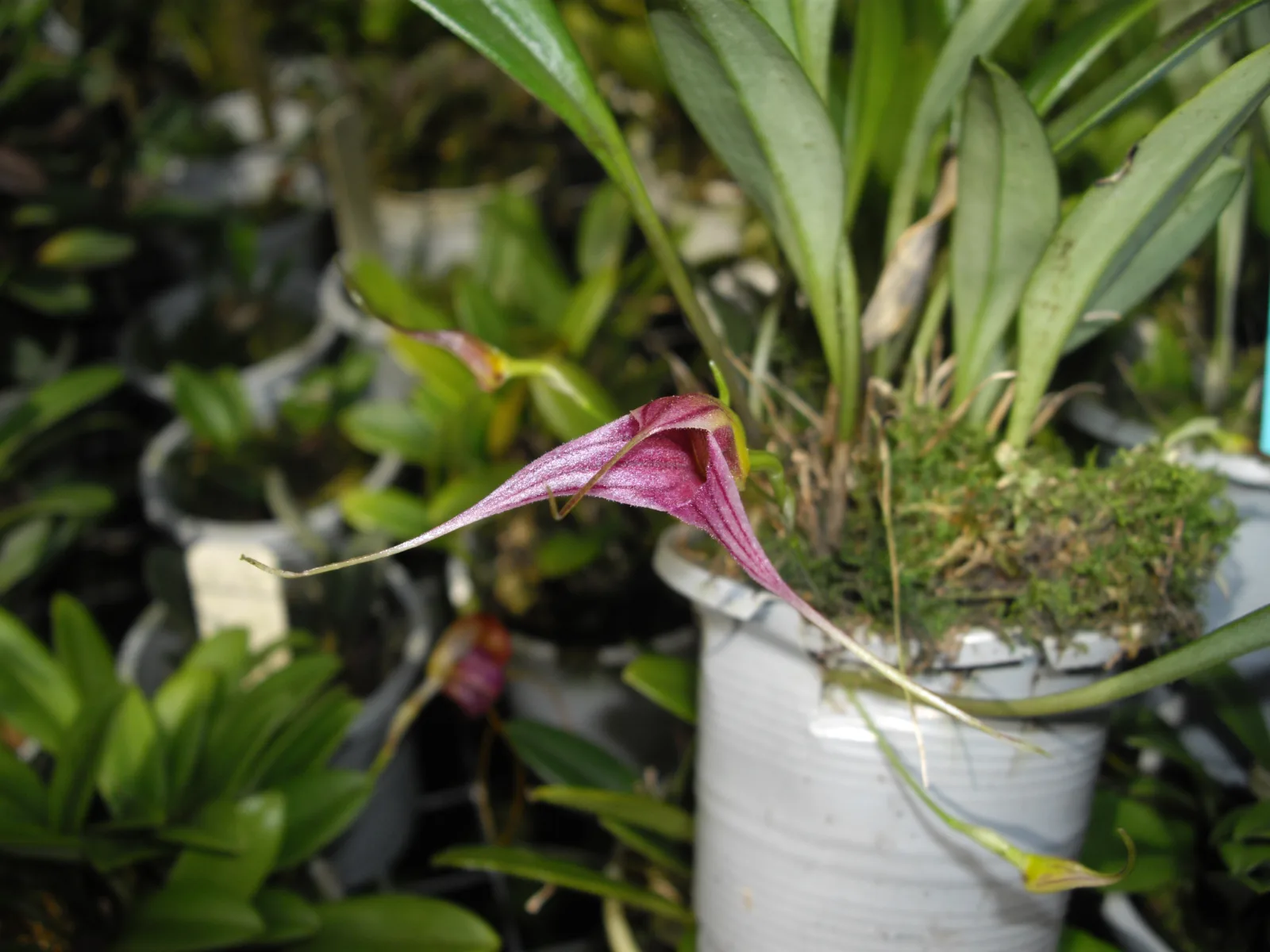 MASDEVALLIA ODONTOCERA  