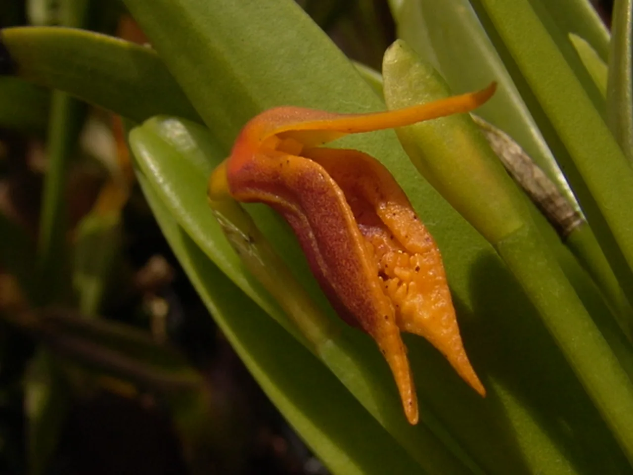MASDEVALLIA PASTINATA  