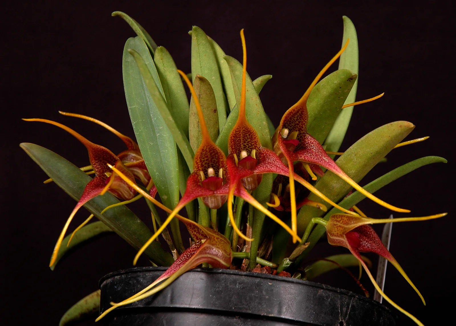 MASDEVALLIA PERISTERIA  